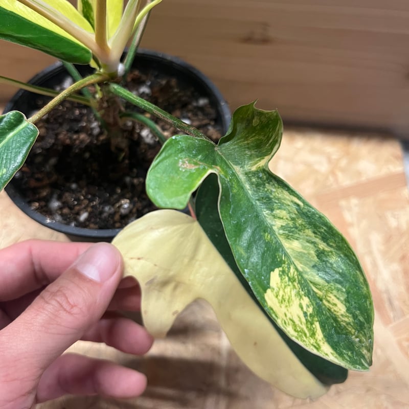 フィロデンドロン フロリダビューティー | GREEN LUCK