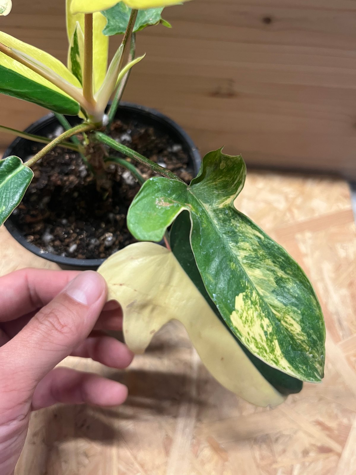 フィロデンドロン フロリダビューティー | GREEN LUCK