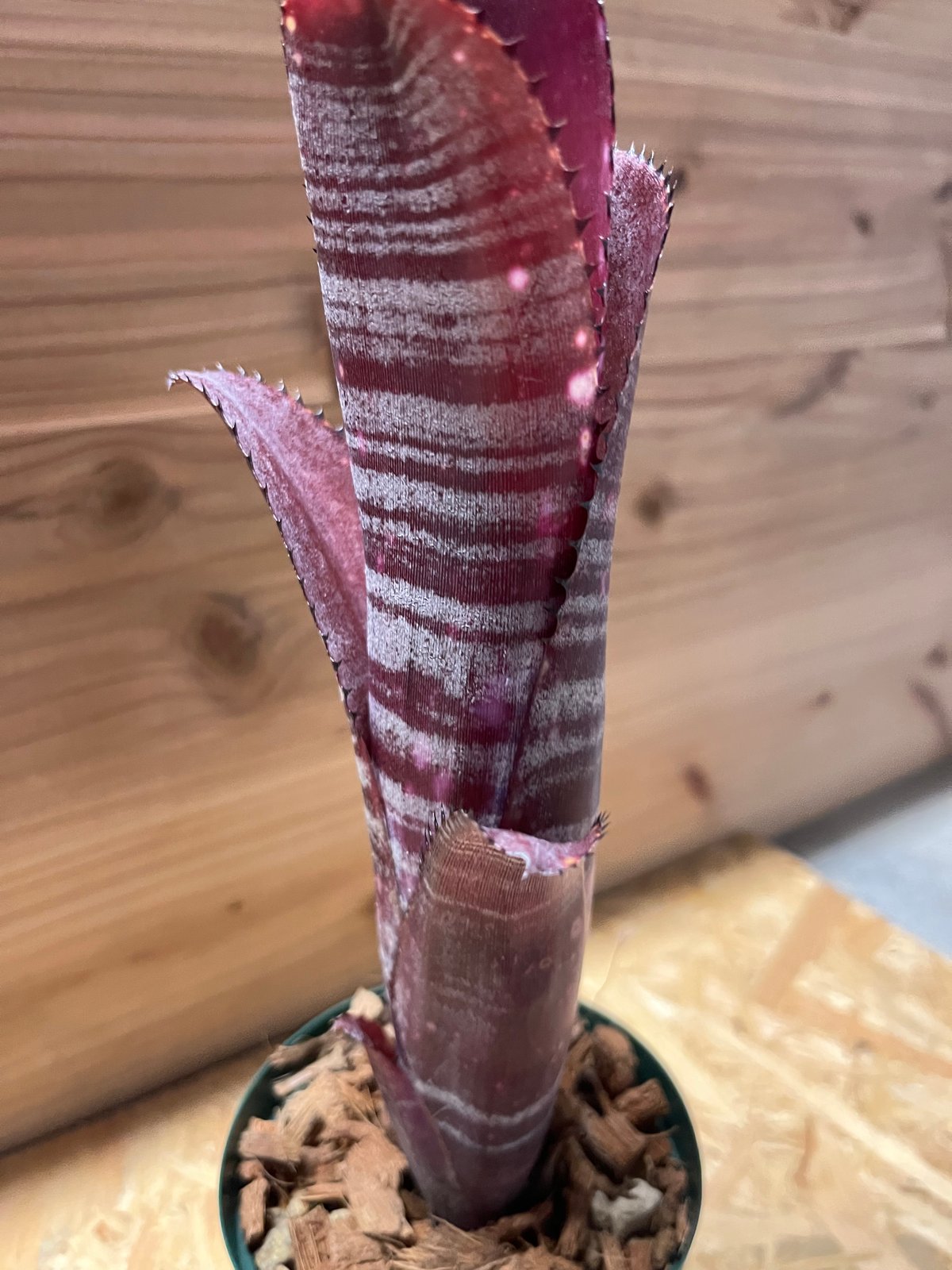 ビルベルギア ディッピンドッツ | GREEN LUCK