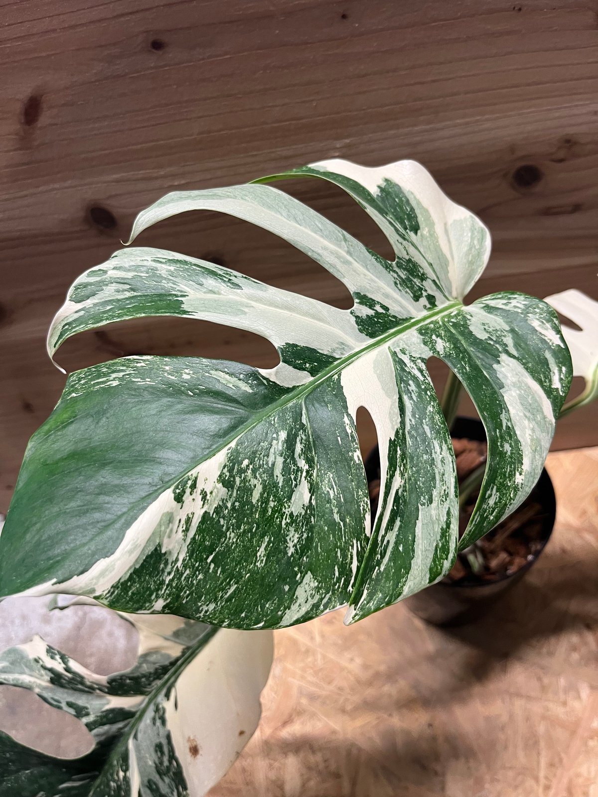 モンステラ ボルシギアナ ホワイトタイガー 斑入りモンステラ ボルシギアナ ホワイトタイガー | GREEN LUCK