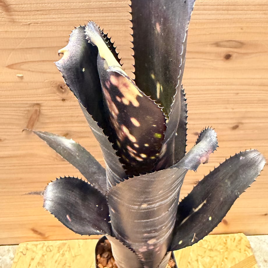 6a2cd2f6f6cbf0db011a2637