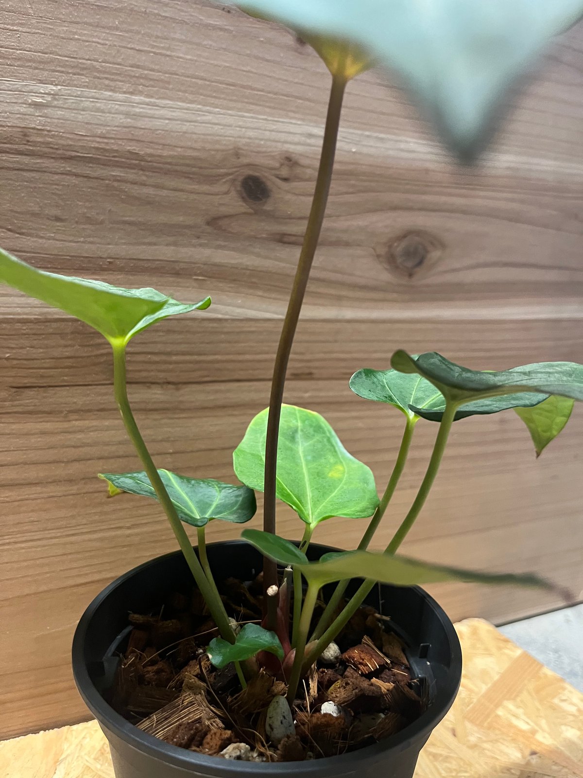 アンスリウム パピリラミナム レッドクリスタリナム Anthurium 斑入り 🌱 Anthurium 'Red crystal'【Acu-1】🌱 【Redcrystal × Super