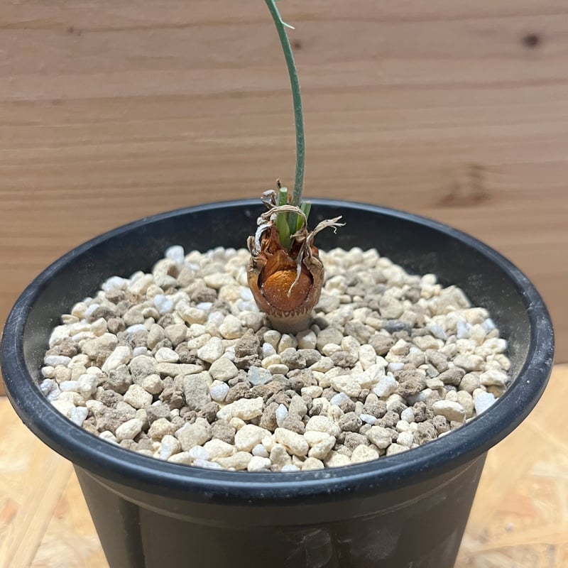 サイカス カイルンシアナ | GREEN LUCK