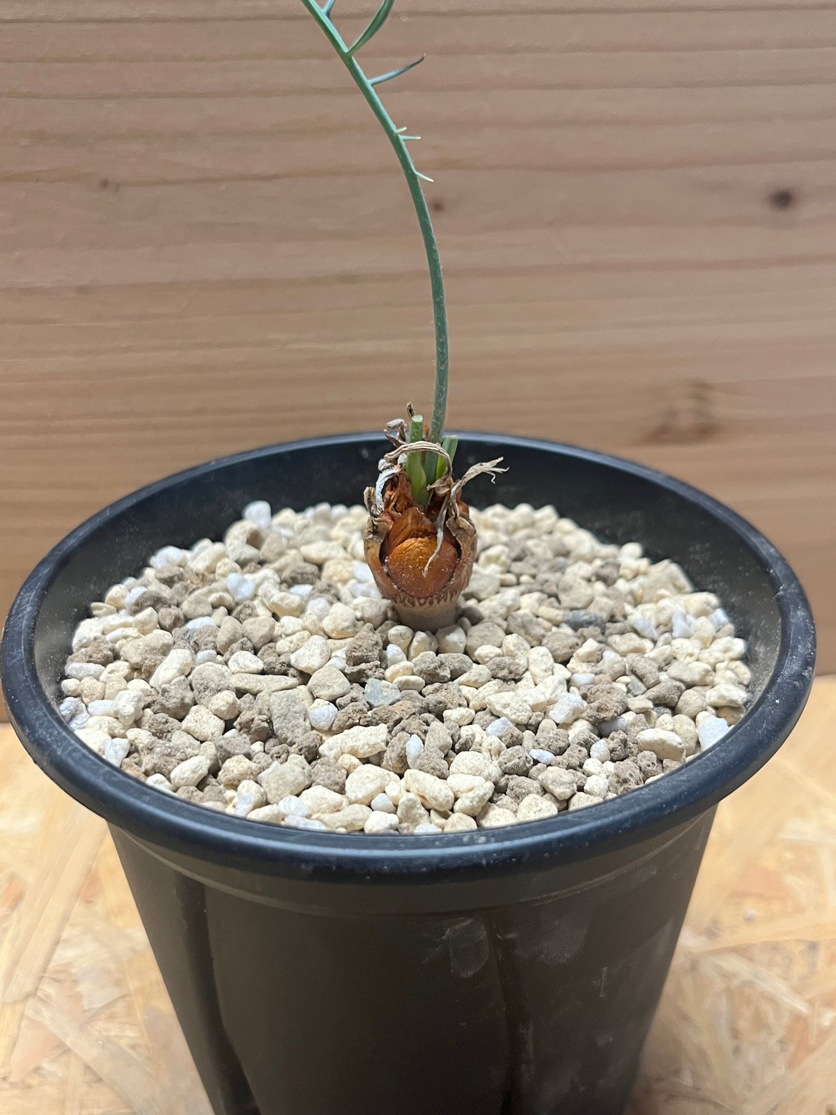 サイカス カイルンシアナ | GREEN LUCK