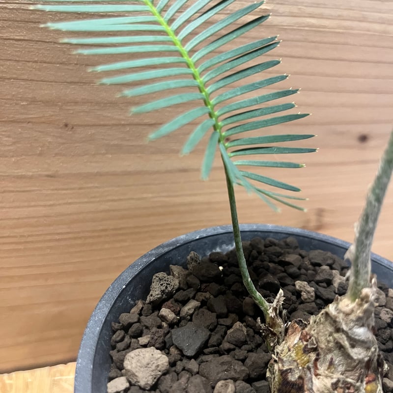 ディオーン エデュレ | GREEN LUCK