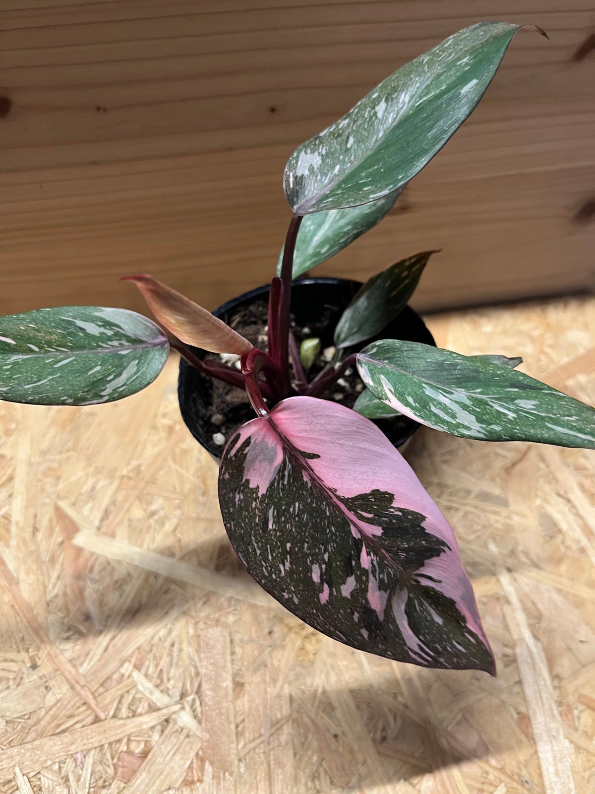 フィロデンドロン ピンクプリンセス ギャラクシー | GREEN LUCK