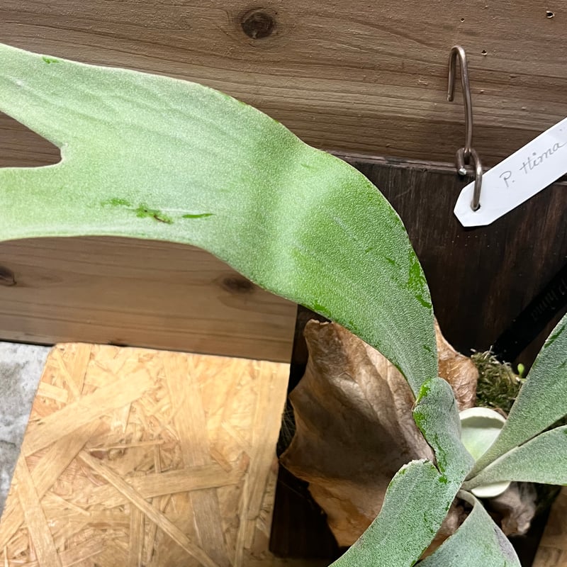 ビカクシダ ハイマ | GREEN LUCK