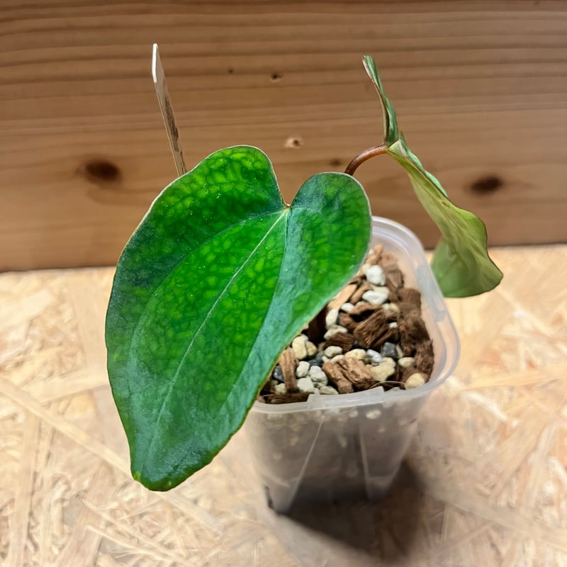 【HS】アンスリウム　パンプキンスパイス 🎃Anthurium 'Pumpkin Spice' 🎃 かぼちゃ色の新葉が硬化して