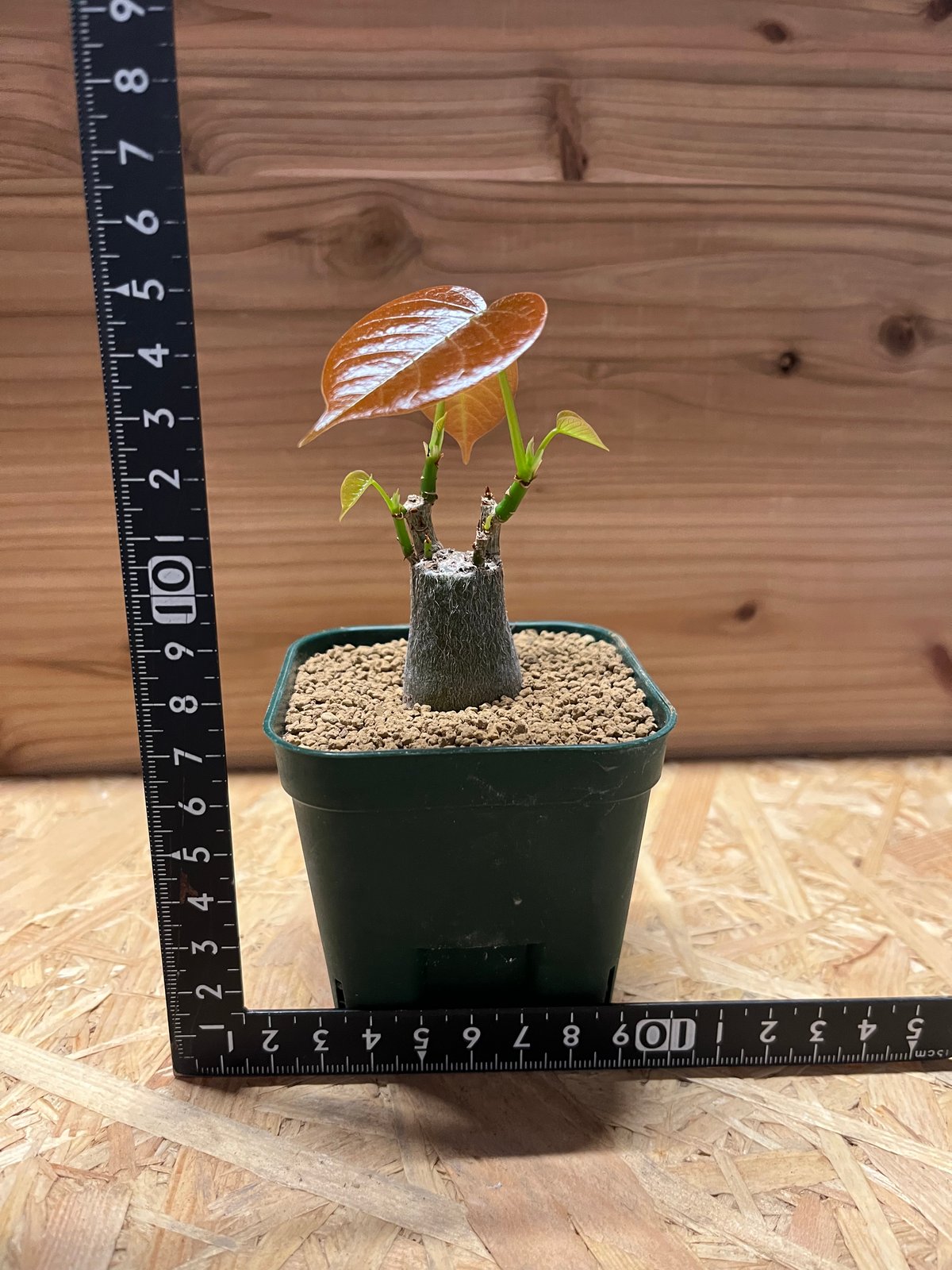 プセウドボンバックス エリプティクム | GREEN LUCK