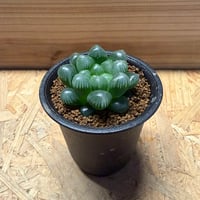 ▲入手困難 希少 現地球 コミフォラ 1 FT551D-BLBS | 株式会社ミカサ MIKASA｜ボール・スポーツ用品