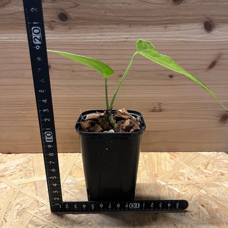 m様専用 アンスリウム デルタフォース | GREEN LUCK