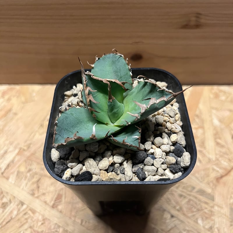 アガベ チタノタ 螃蟹 | GREEN LUCK