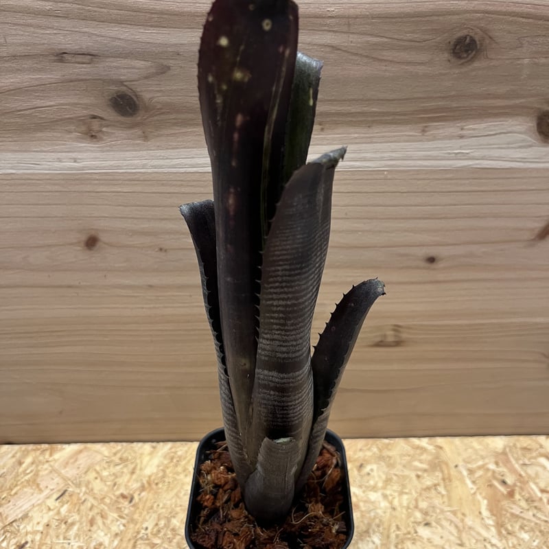 ビルベルギア ダースベイダー | GREEN LUCK