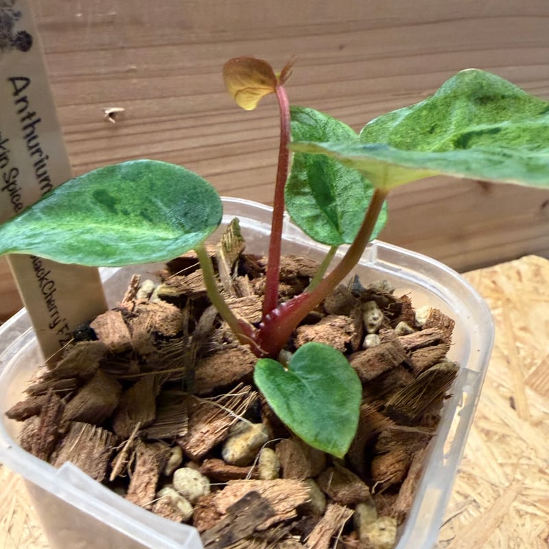 アンスリウム Secret Bazaar | _ 『 Anthurium (RC x KOS) x (RC x Dorayaki