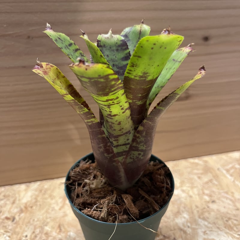 ネオレゲリア タイガーカブ | GREEN LUCK