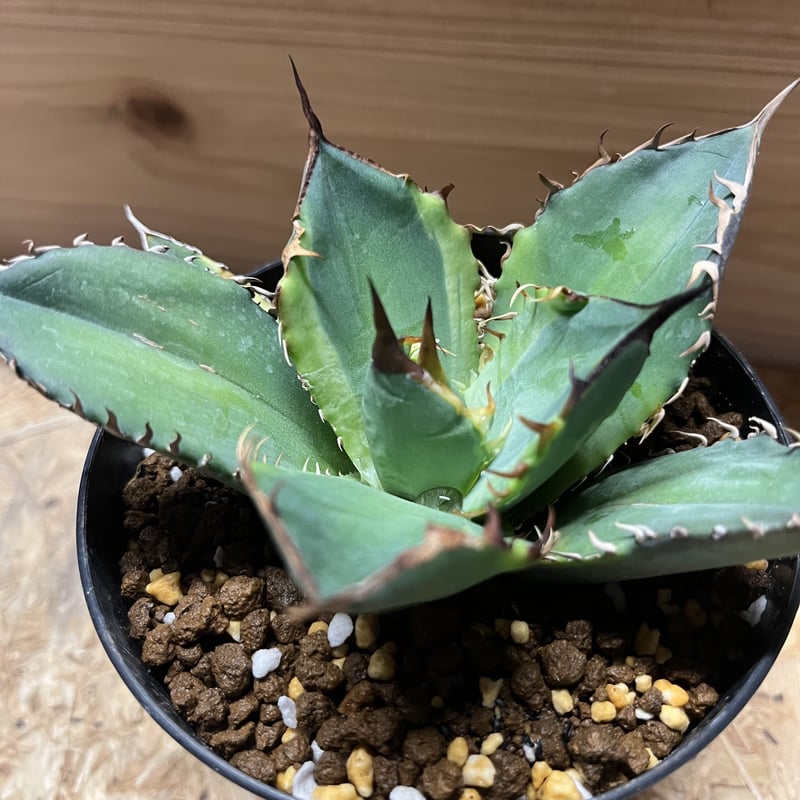 アガベ チタノタ バナナピール | GREEN LUCK