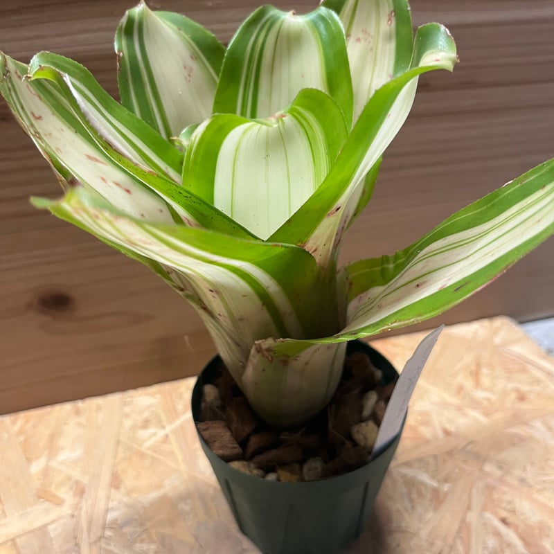 ネオレゲリア カーナバリア | GREEN LUCK