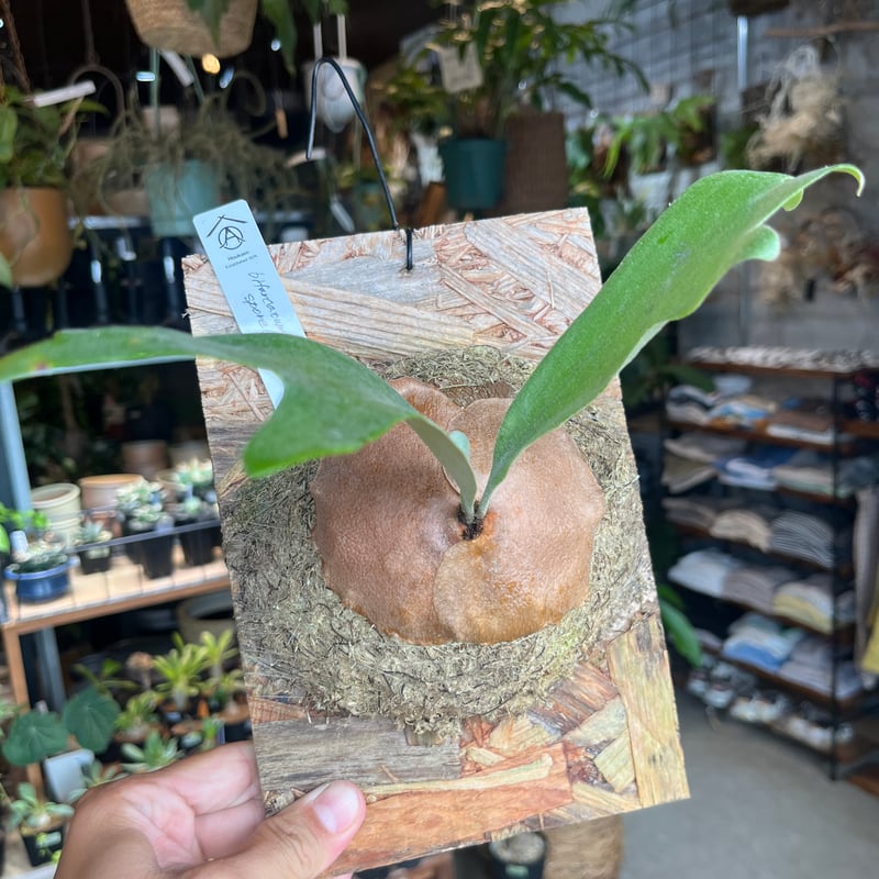 halhalhal様専用 ビカクシダbifurcatum Popcorn 爆米花 halhalhal様専用 ビカクシダbifurcatum Popcorn 爆米花
