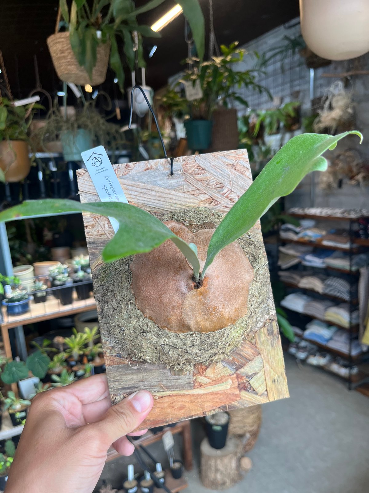 【SALE】ビカクシダ バクテリア spore ビカクシダ バクテリア P. willinckii 'Bacteria' spore【608