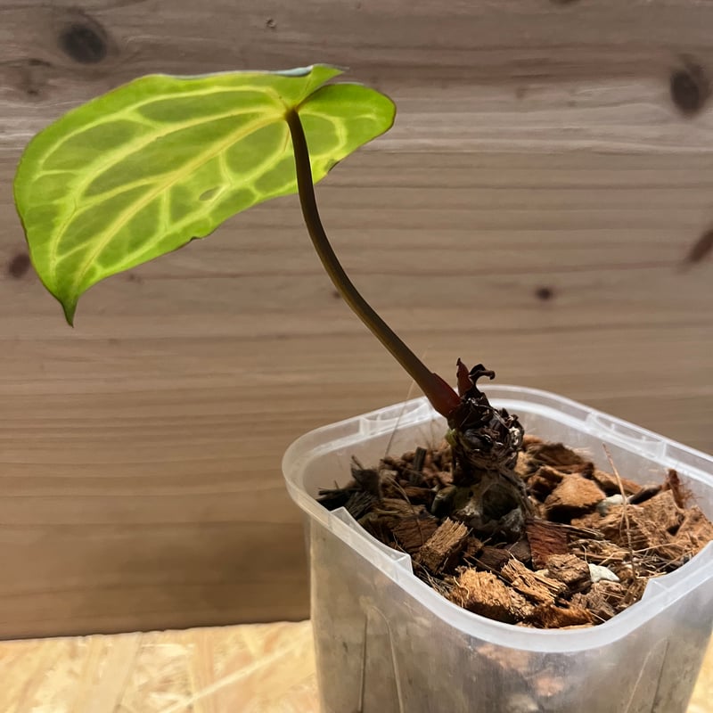 アンスリウム ベッセアエ | GREEN LUCK