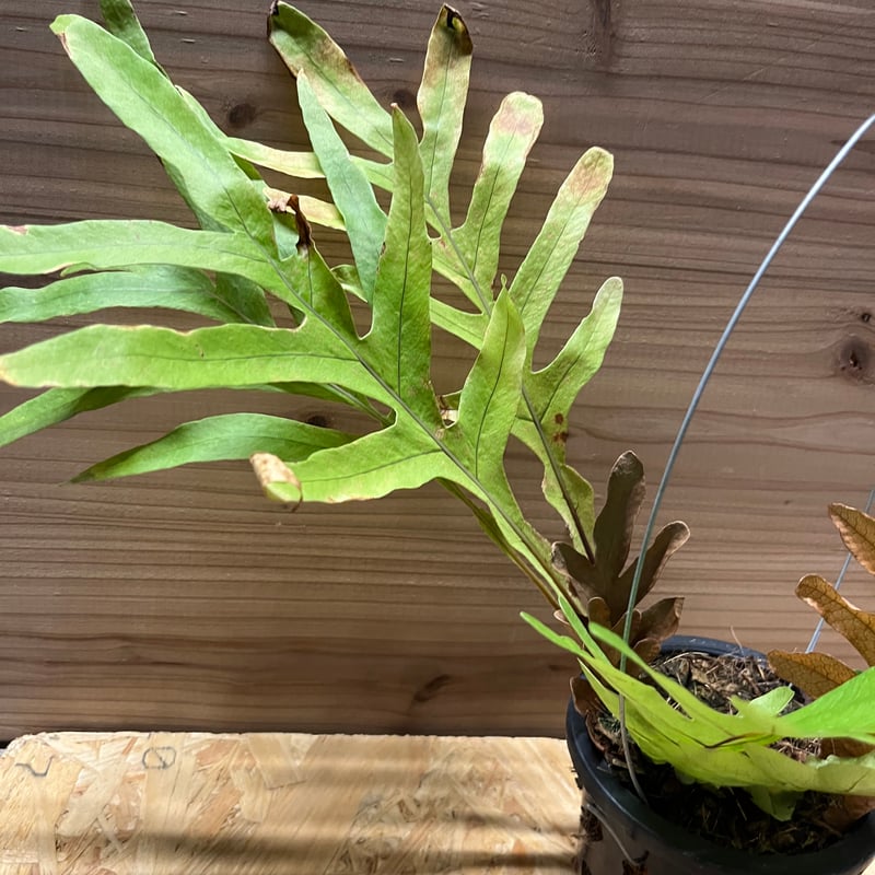 アグラオモルファ ヘラクレア (ドリナリア）胞子栽培株 着生植物 シダ アグラオモルファ （ドリナリア）プレウリディオイデス | GREEN LUCK