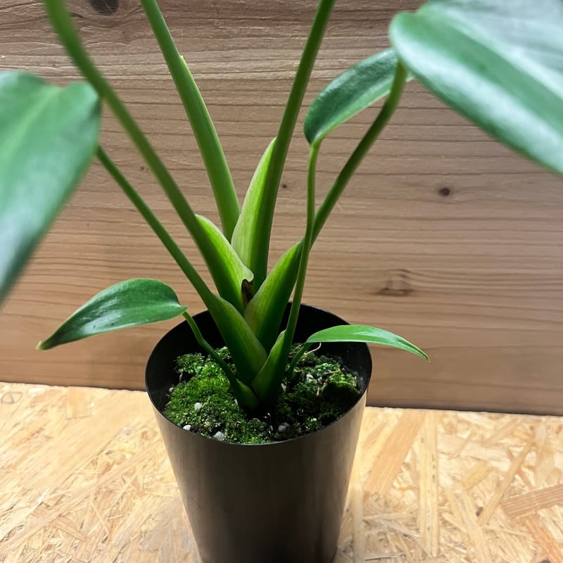 これからもっと豪華になるよ✨モンステラ・バールマルクスフレーム✨ ため息がでるほど 素敵すぎる✨ モンステラ バールマルクスズ