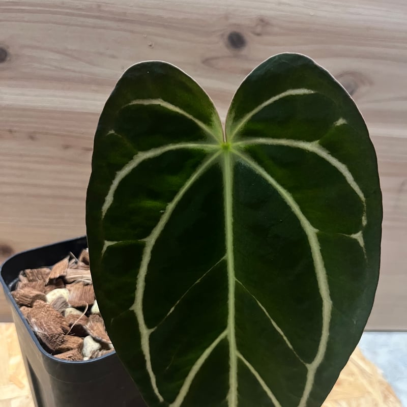 アンスリウム カーラブラッキー ワイルド | GREEN LUCK