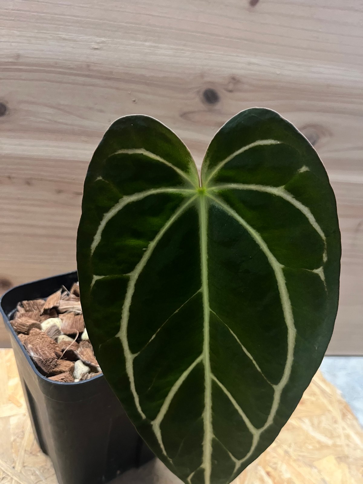 アンスリウム カーラブラッキー ワイルド | GREEN LUCK