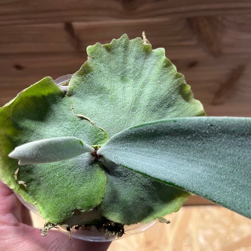 ビカクシダ ウィリンキー×ベイチー | GREEN LUCK