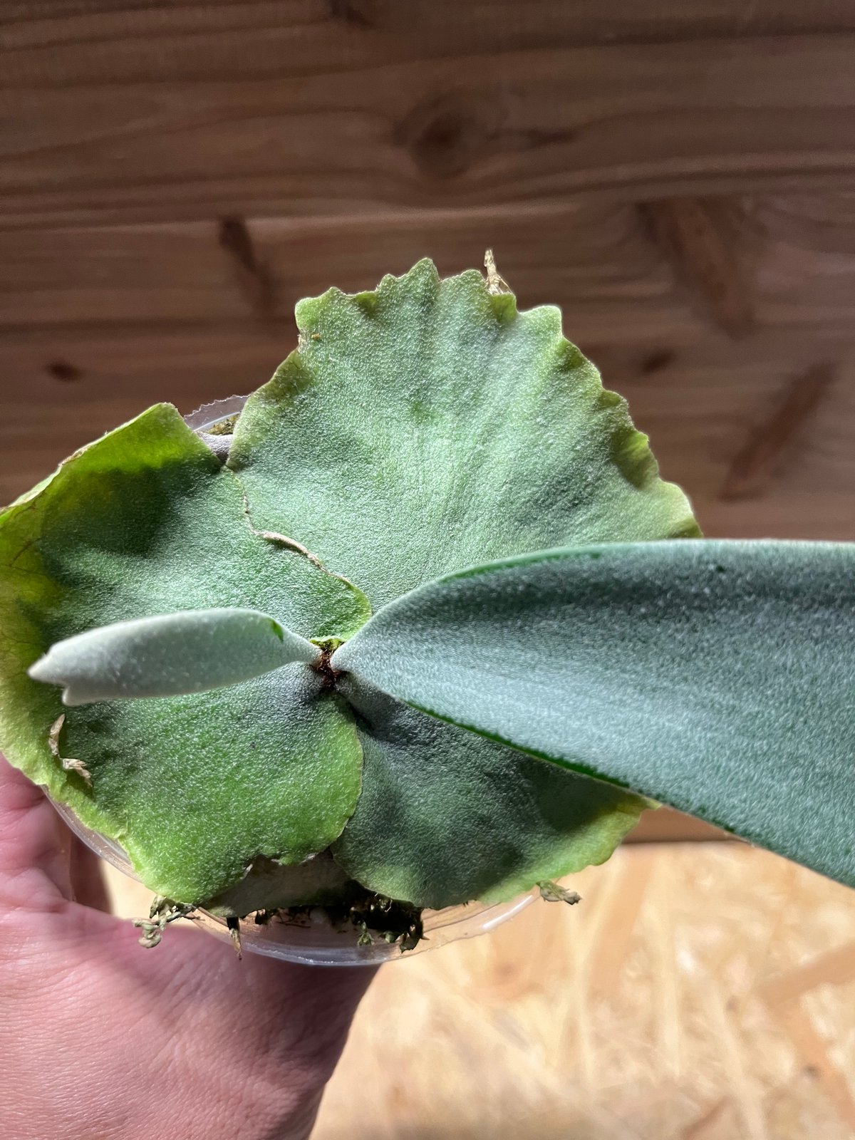 ビカクシダ ウィリンキー×ベイチー | GREEN LUCK