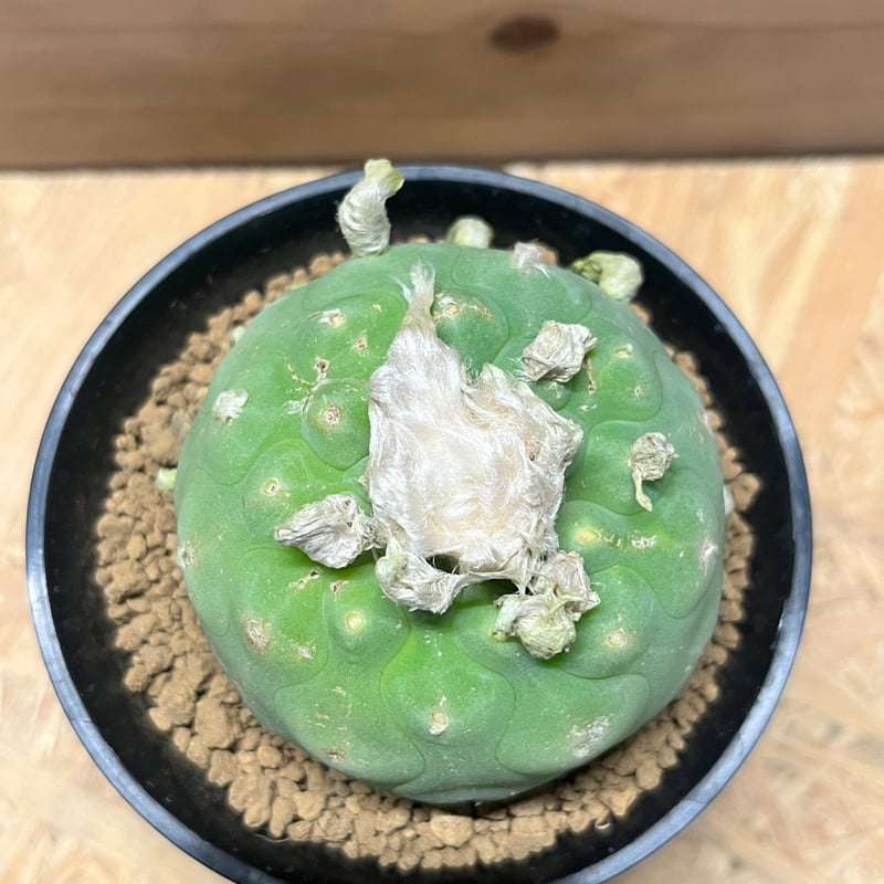 ロフォフォラ ディフューサ 翠冠玉 | GREEN LUCK