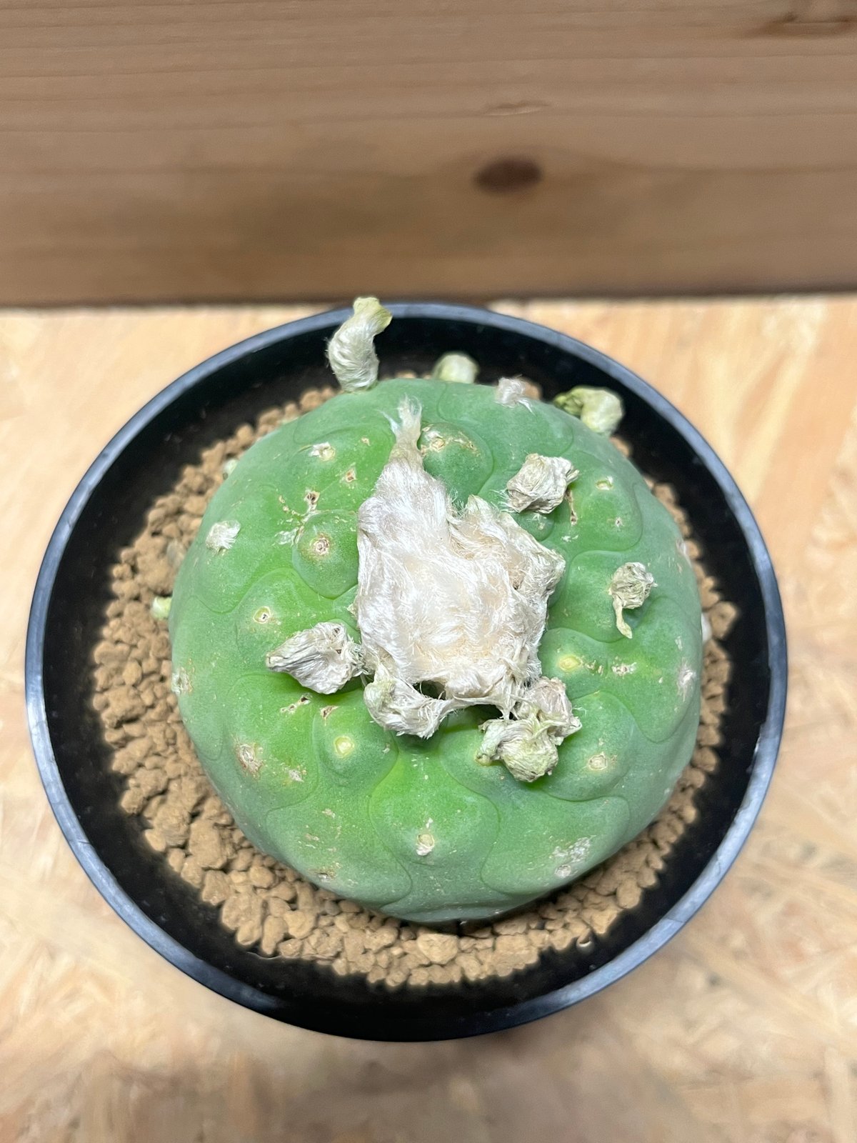 ロフォフォラ ディフューサ 翠冠玉 | GREEN LUCK