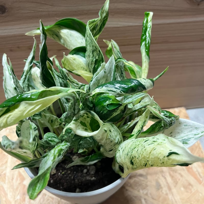 ポトス　テルノラブソング ポトス テルノラブソング | GREEN LUCK