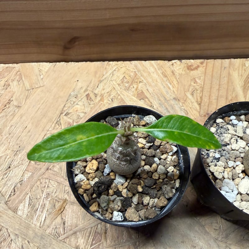 パキポディウムウィンゾリー パキポディウム ウィンゾリー【120】 | PROTOLEAF プロトリーフ