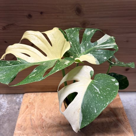 タイコンステレーション | STORES