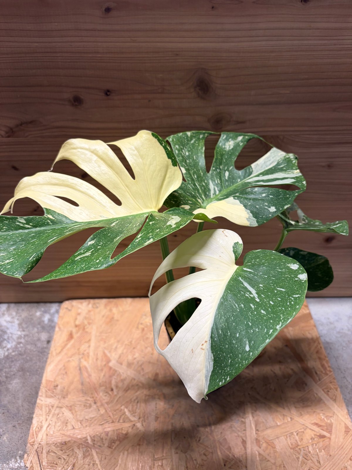 モンステラ デリシオーサ タイコンステレーション | GREEN LUCK