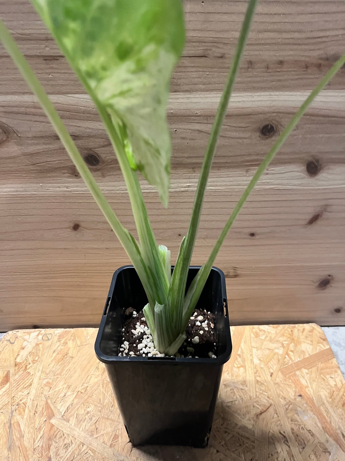 アロカシア マクロリザス カモフラージュ | GREEN LUCK