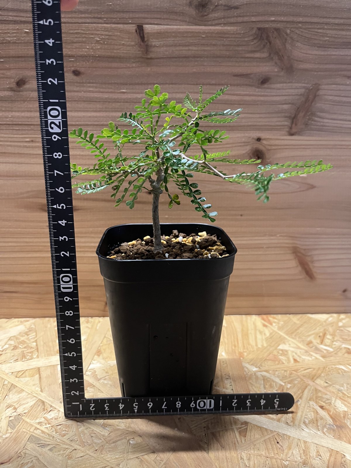 オペルクリカリア　パキプス実生 オペルクリカリア パキプス 実生 | 奇妙な植物園