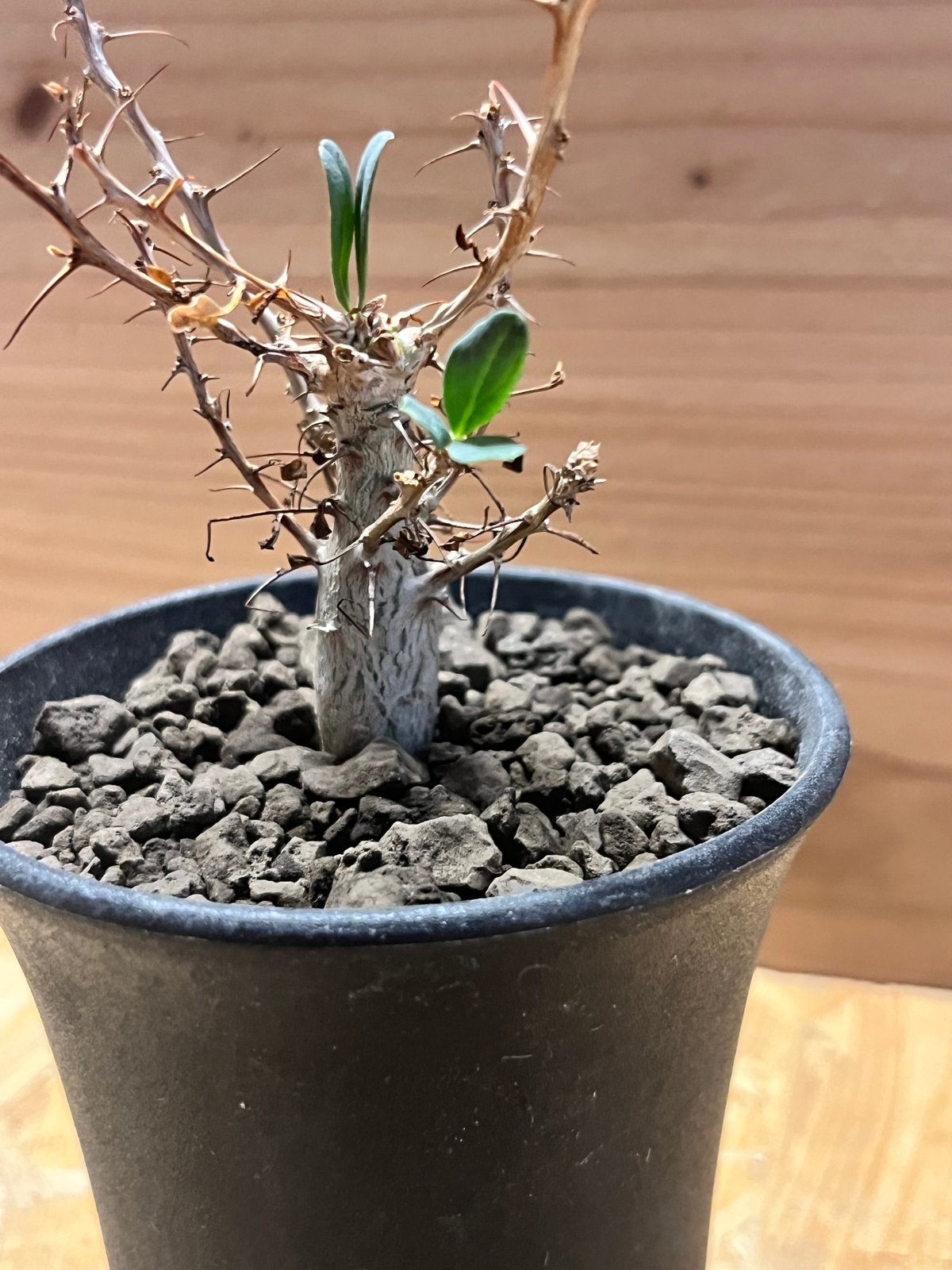 チャッピー　観峰玉 チャッピー 観峰玉 その他植物 – Hachi-8