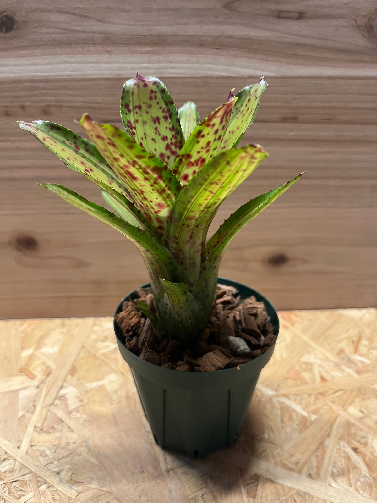 ネオレゲリア クリシー | GREEN LUCK