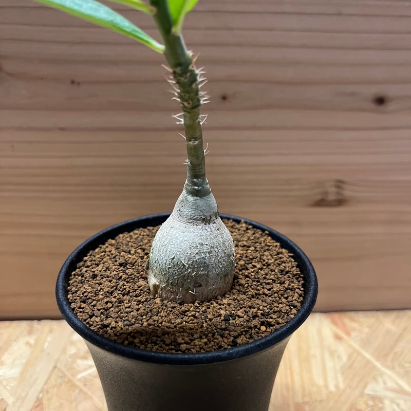 パキポディウム ビスピノーサム | GREEN LUCK