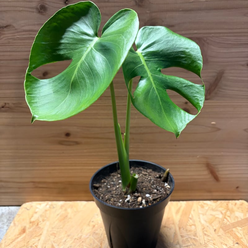 モンステラ デリシオーサ 実生変異 | GREEN LUCK