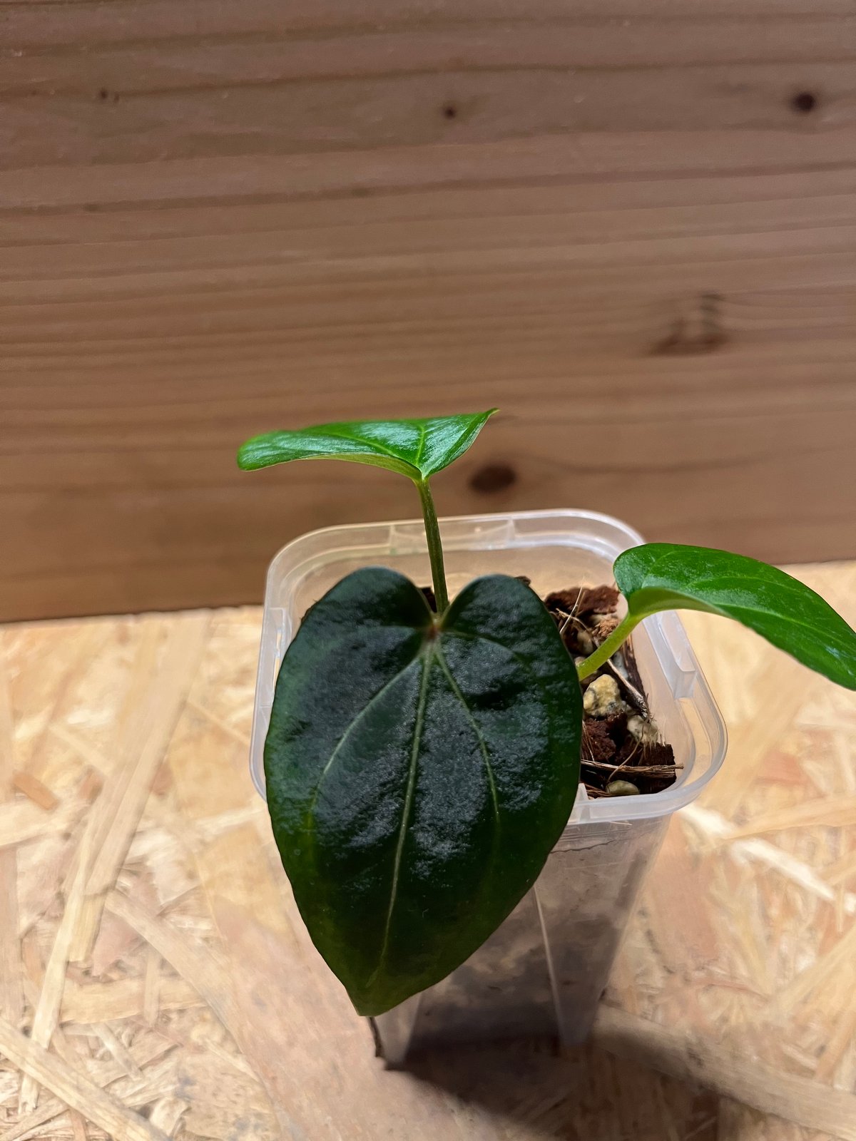 その他観葉植物 Anthurium rubrinervium velvet Anthurium rubrinervium velvet