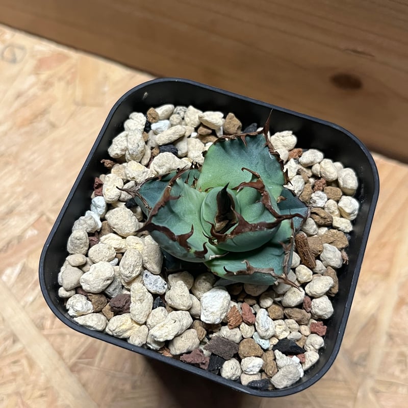 EMP アガベ チタノタ 無銘 イラン産 / AG38 EMP アガベ チタノタ 無銘