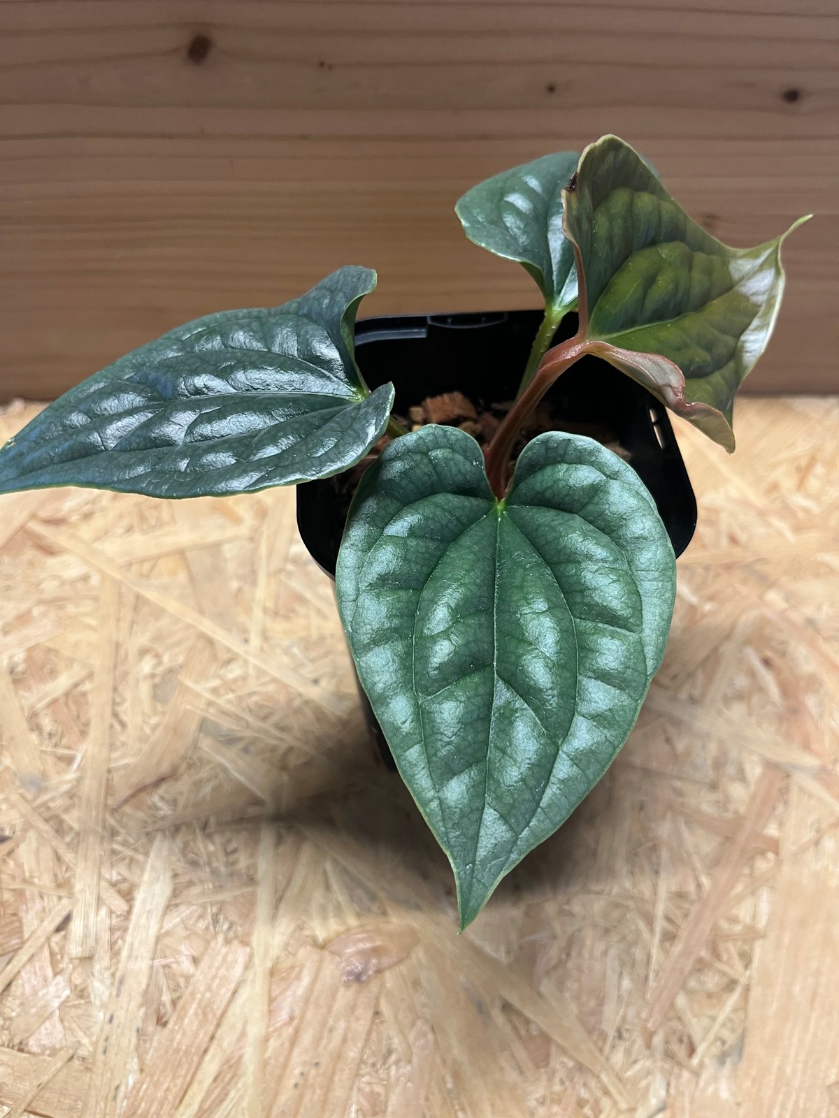 アンスリウム ルクスリアンス | GREEN LUCK