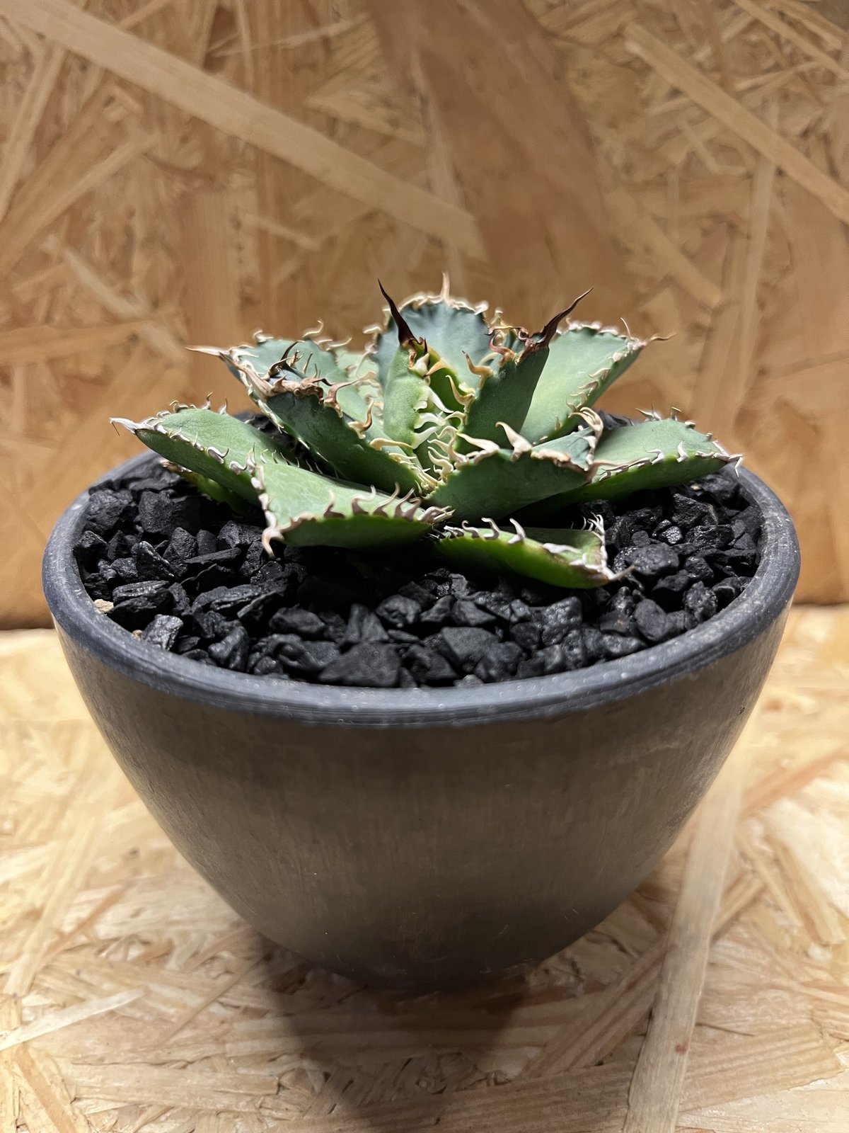 アガベ チタノタ フィリグリー | GREEN LUCK