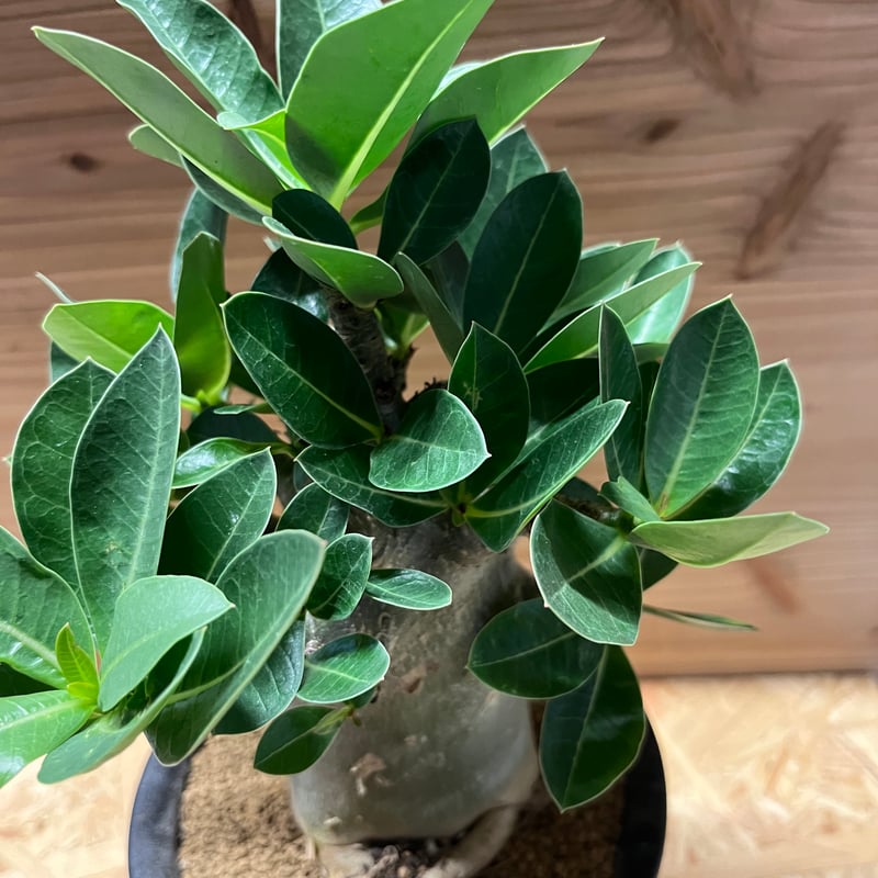 アデニウム アラビカム | GREEN LUCK