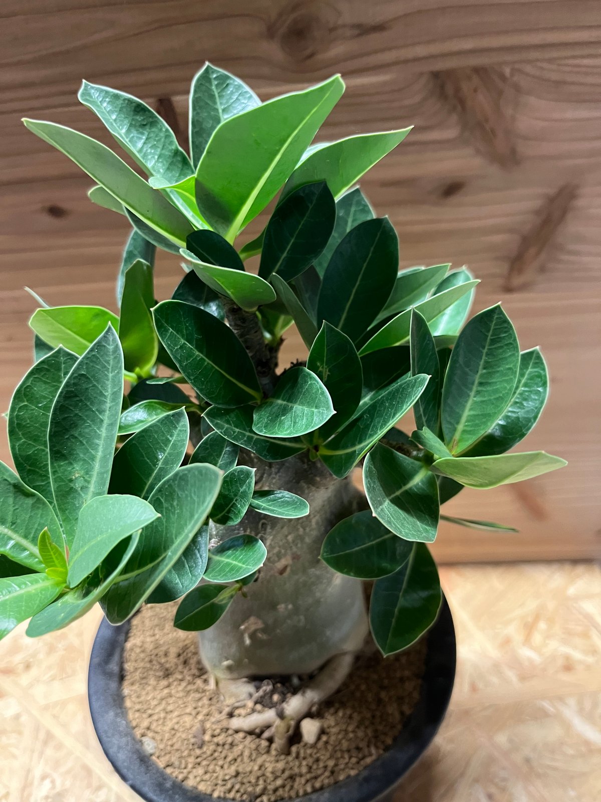 アデニウム　アラビカム アデニウム アラビカム | GREEN LUCK