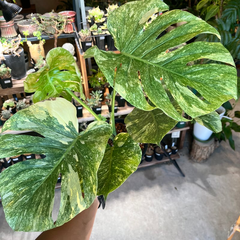 モンステラ デリシオーサ 'プラチナム' | GREEN LUCK