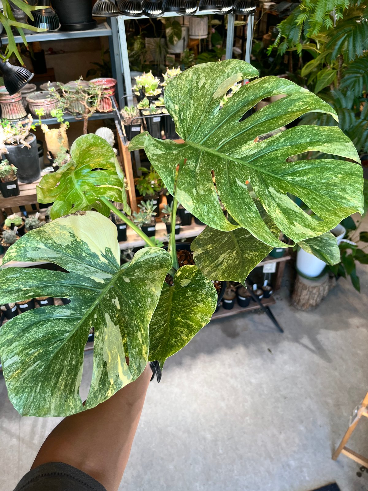 モンステラ デリシオーサ 'プラチナム' | GREEN LUCK